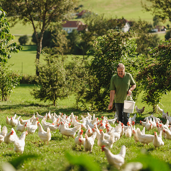 Gerlad Grimps versorgt Ja! Natürlich mit Bio-Eiern
