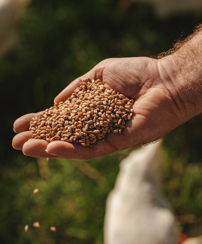 Familie Grimps - Hand mit Hühnerfutter | Ja! Natürlich
