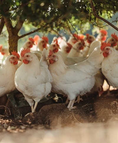 Familie Grimps Hühner unter einem Baum | Ja! Natürlich