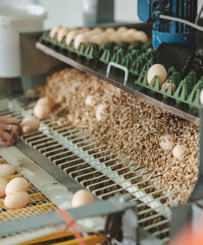 Eiersortierung Familie Grimps | Ja! Natürlich