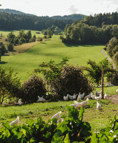 Freilaufende Hühner von Familie Grimps | Ja! Natürlich