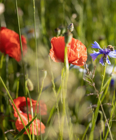 Blumenwiese-Biodiversität-bei-Ja!-Natürlich