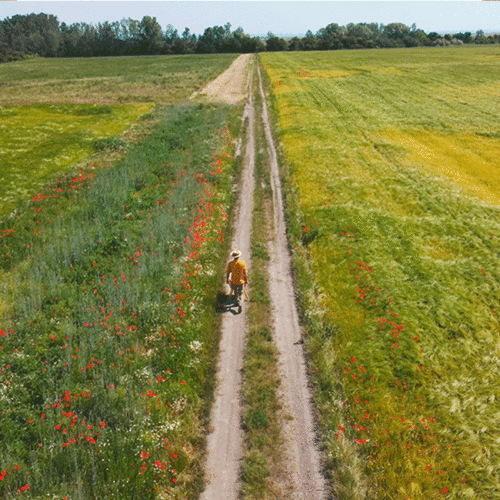 Ein Feldweg.