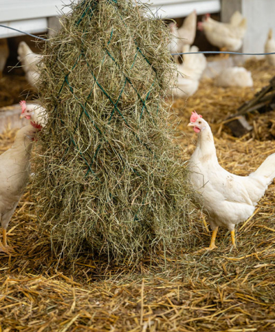 Presse Fieldtrip Bio-Legehennen Ja! Natürlich