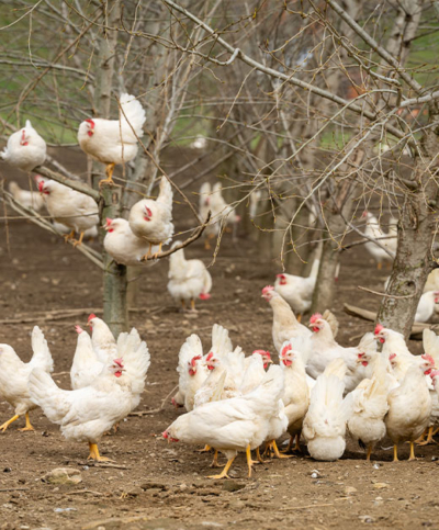 Presse Fieldtrip Bio-Legehennen Ja! Natürlich