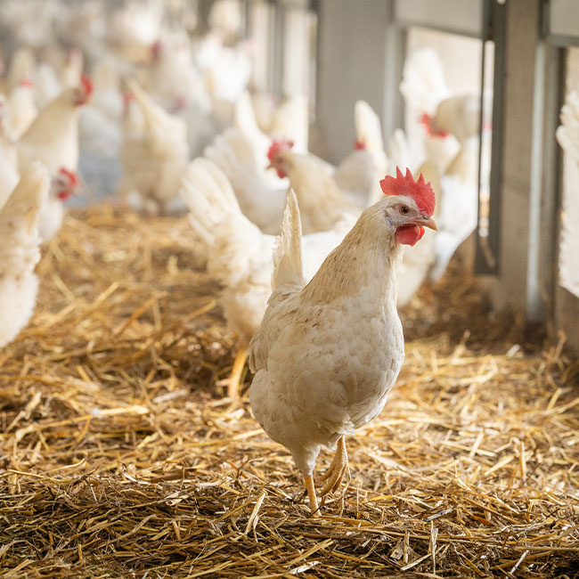 Presse Fieldtrip Bio-Legehennen Ja! Natürlich