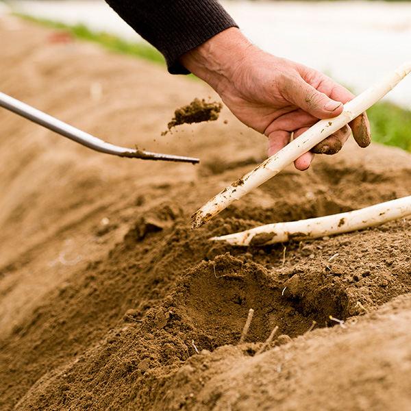 Bauernkalender April Spargel von Markus Brandenstein von Ja! Natürlich