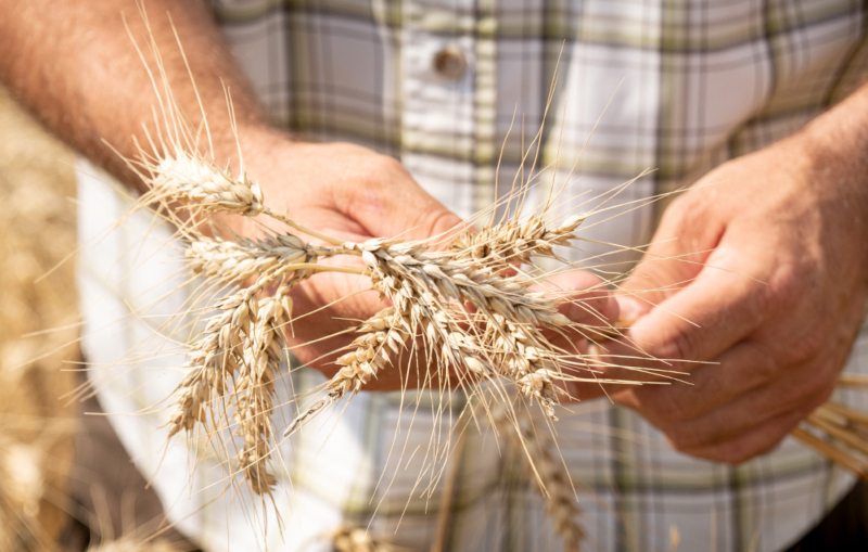 Biofeldtage am Bio-Landgut Esterhazy