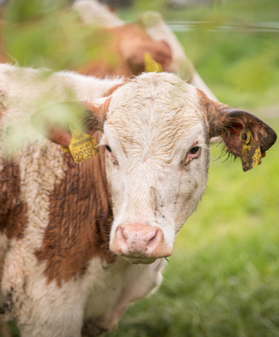 Presse Fieldtrip Pinzgau Milch Ja! Natürlich