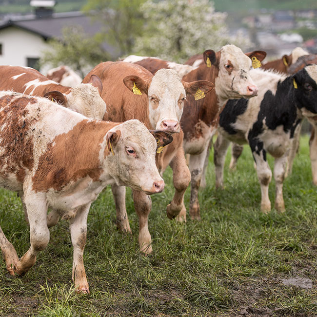 Presse Fieldtrip Pinzgau Milch Ja! Natürlich