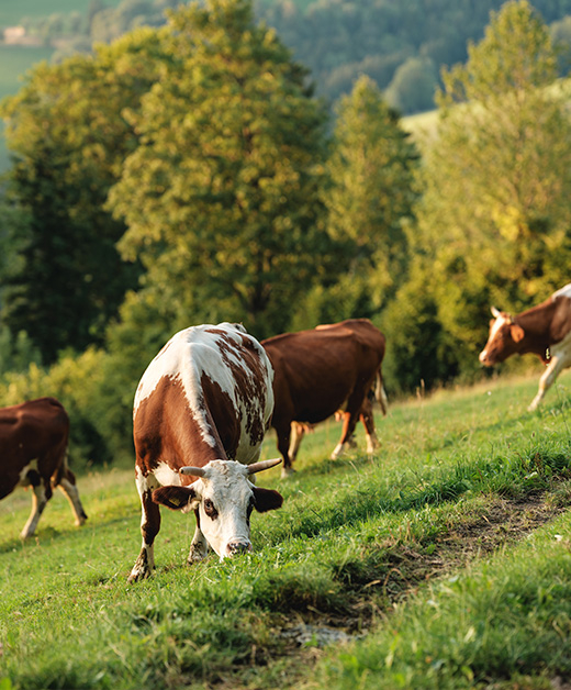 Milchkuh auf der Weide - Ja! Natürlich