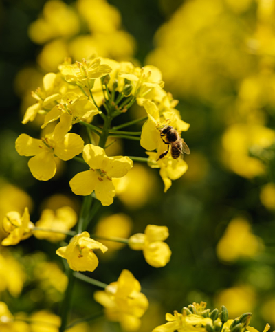 Biene auf der Rapsblume - Ja! Natürlich