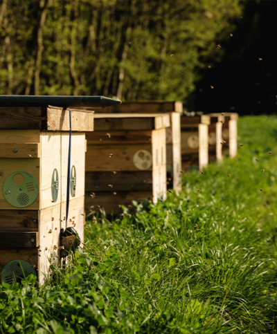 Bienenstock am Rapsfeld - Ja! Natürlich