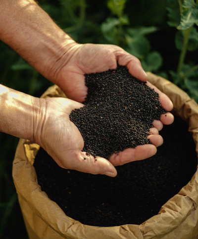 geernteter Raps in Händen - Ja! Natürlich