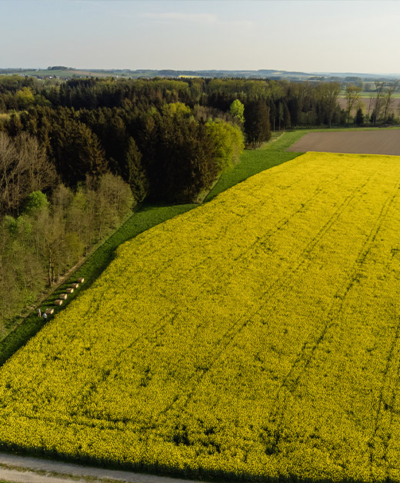 Rapsfeld von oben - Ja! Natürlich