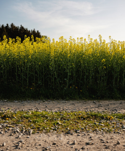 Rapsfeld von der Seite - Ja! Natürlich
