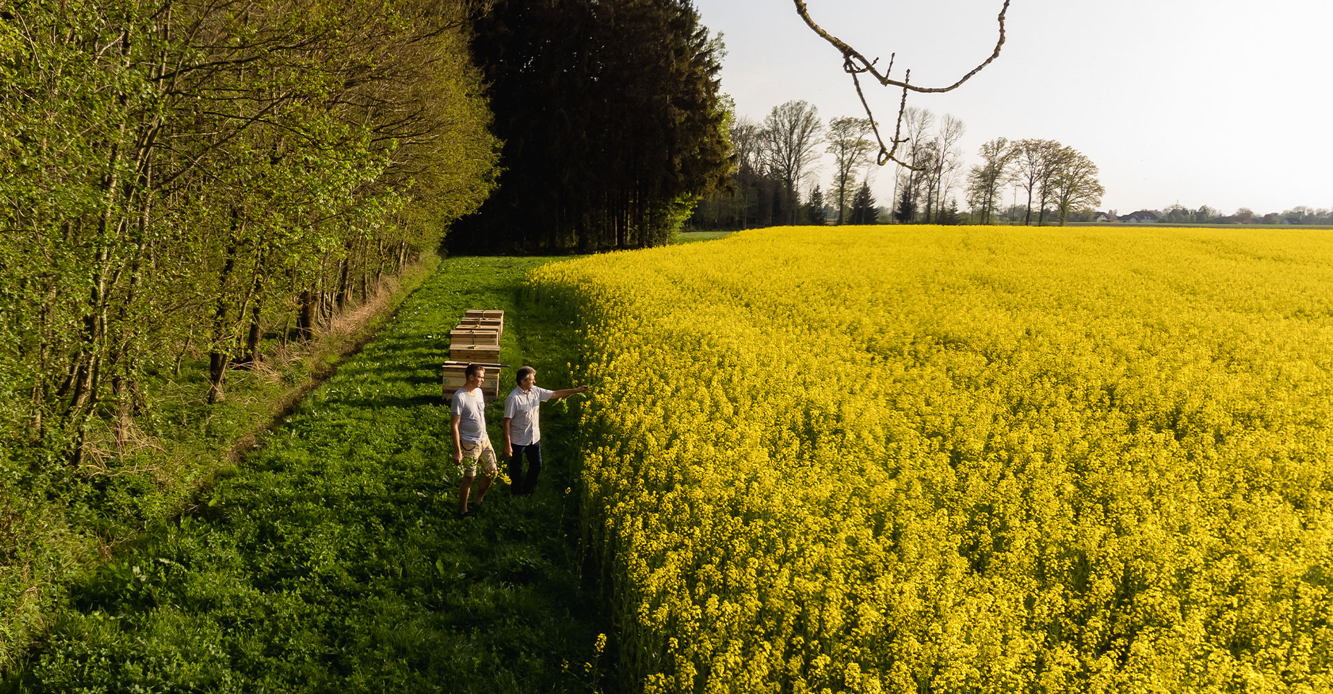 Bio-Bauern am Rapsfeld von oben - Ja! Natürlich