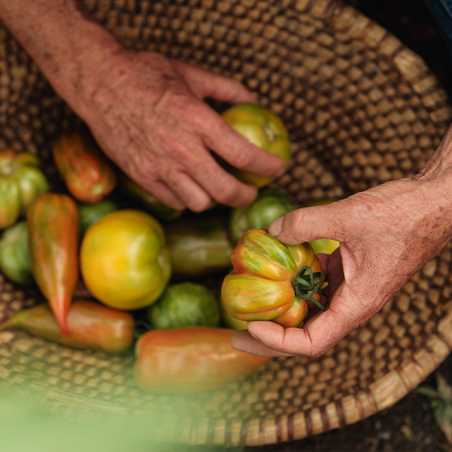 Bio-Paradeiserraritäten in vielen Farben - Ja! Natürlich