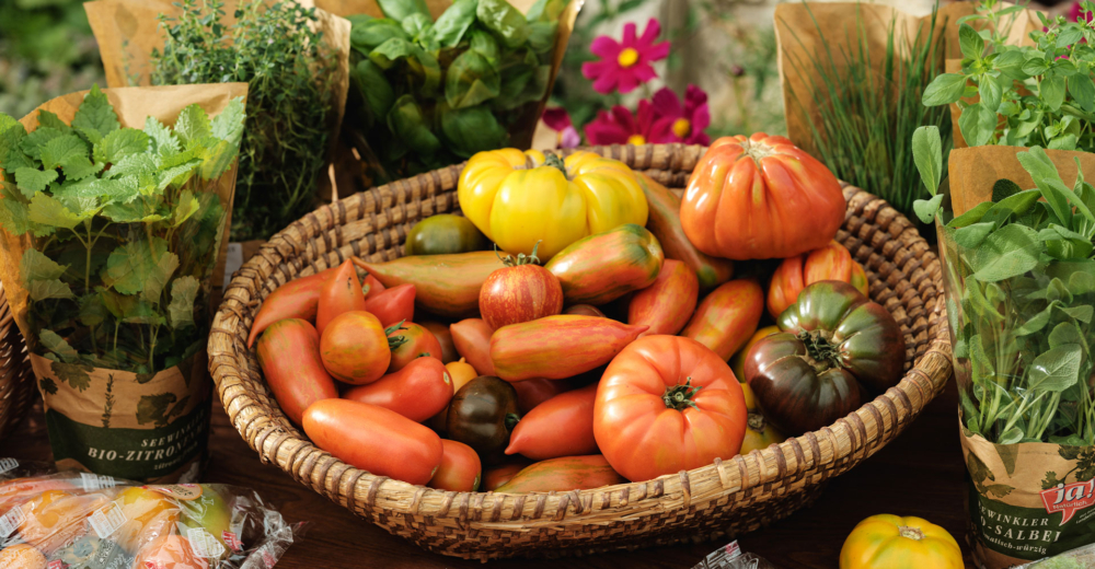 Bio-Paradeiserraritäten in vielen Farben und Bio-Topfkräuter - Ja! Natürlich