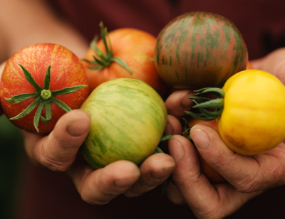 Bio-Paradeiserraritäten in vielen Farben - Ja! Natürlich