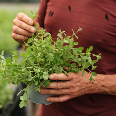 Topfpflanze in der Hand - Ja! Natürlich