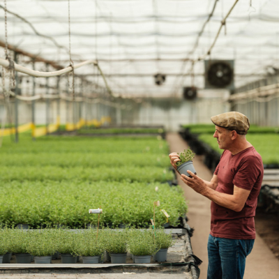 Topfpflanzen Anbau im Glashaus - Ja! Natürlich