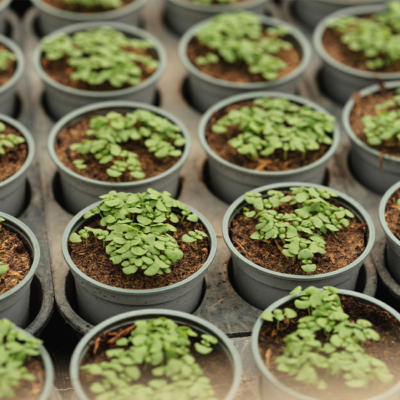 Basilikum Topfpflanzen - Ja! Natürlich