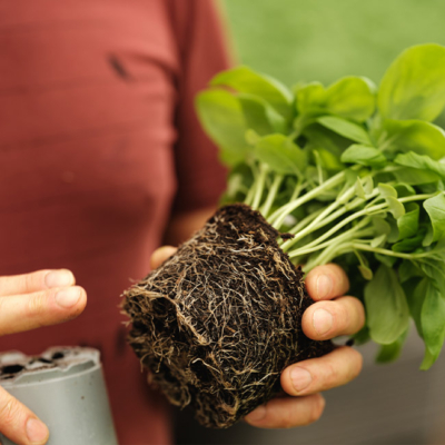 Basilikum Topfpflanzen - Ja! Natürlich
