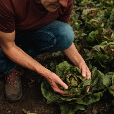 Bauer beim Salat ernten - Ja! Natürlich