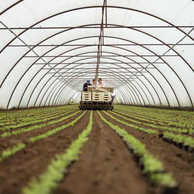 Bio-Salatanbau im Folientunnel - Ja! Natürlich