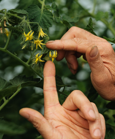 kleine Paradeiserpflanze - Ja! Natürlich