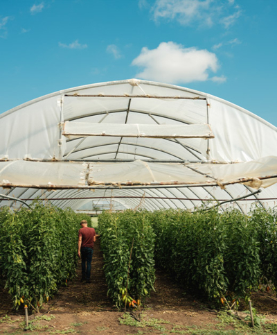 Folientunnel mit Tomatenpflanzen - Ja! Natürlich