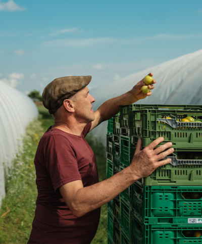 Bauer mit der Paradeiserernte - Ja! Natürlich