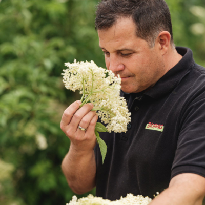 Bio-Bauer am Holunder ernten - Ja! Natürlich