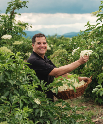 Bio-Bauer am Holunder ernten - Ja! Natürlich