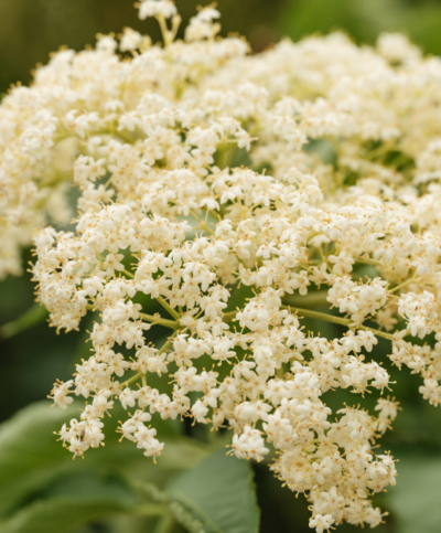 Bio-Holunderblüte - Ja! Natürlich