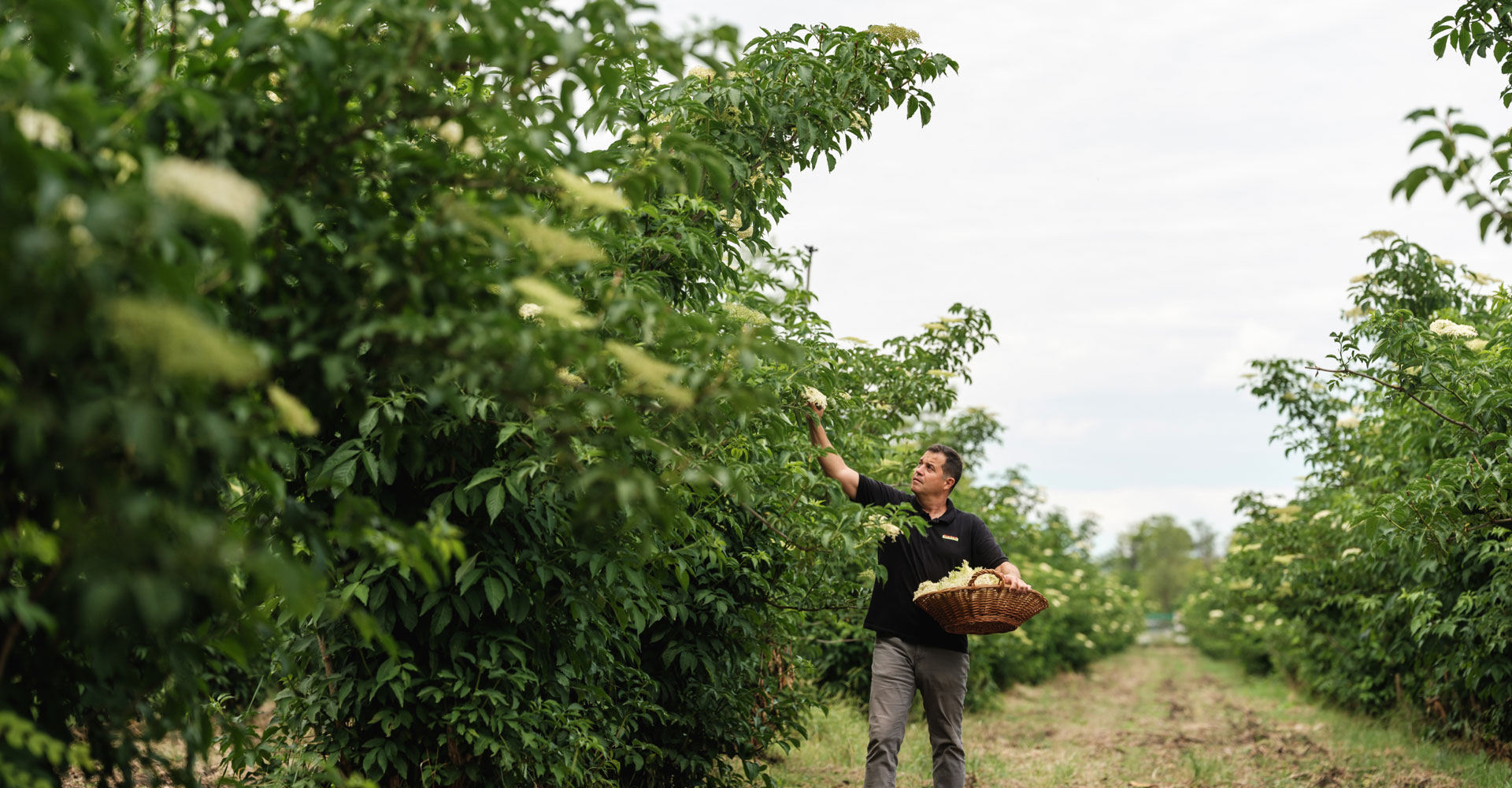 Bio-Bauer am Holunder ernten - Ja! Natürlich