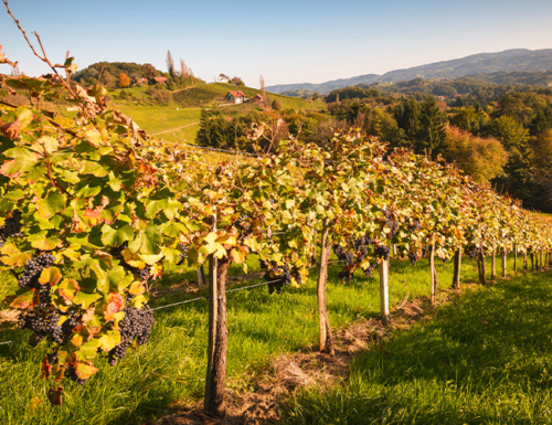 Weinberge - Ja! Natürlich