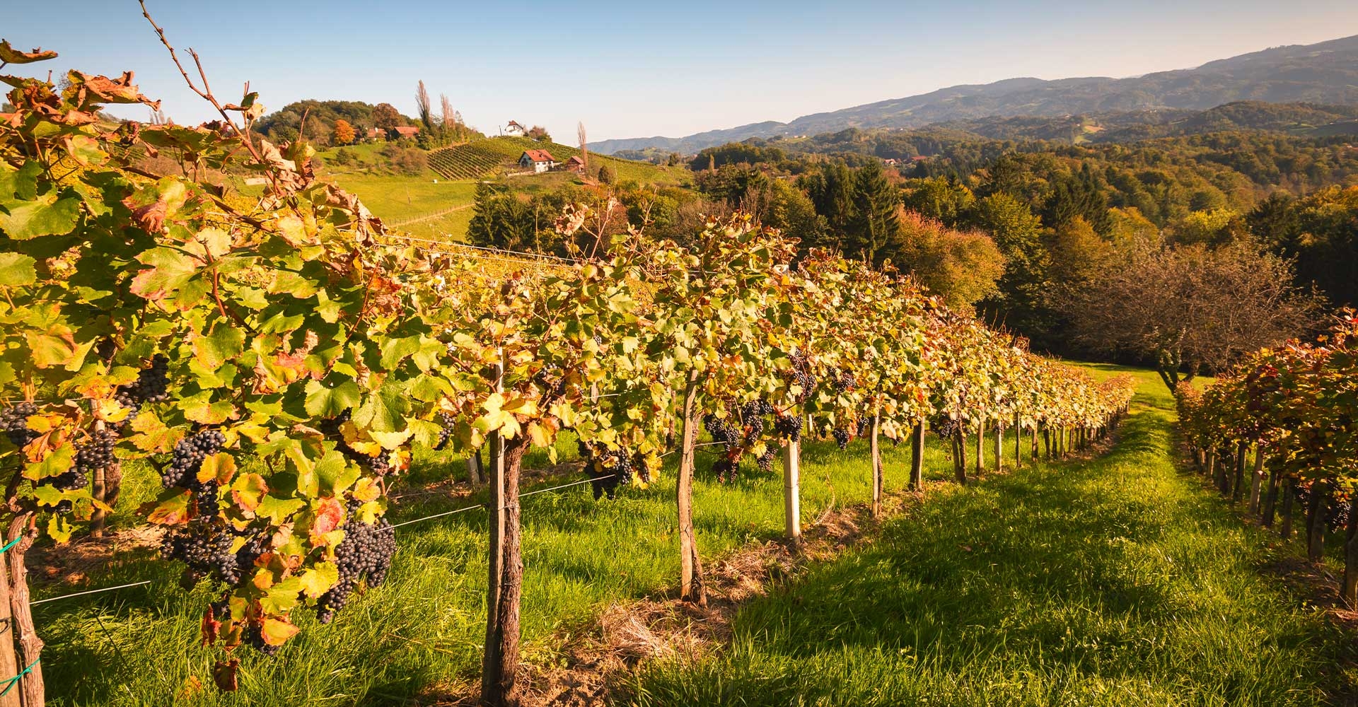Weinberge - Ja! Natürlich