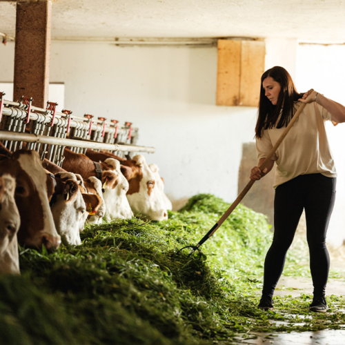 Bio-Kühe mit Heu im Stall - Ja! Natürlich