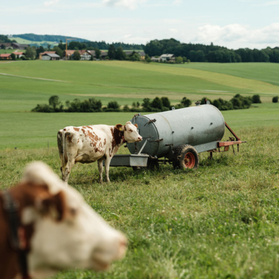 Bio-Heublumenmilchkühe auf der Weide - Ja! Natürlich