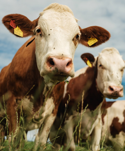 Kühe auf der Weide - Ja! Natürlich