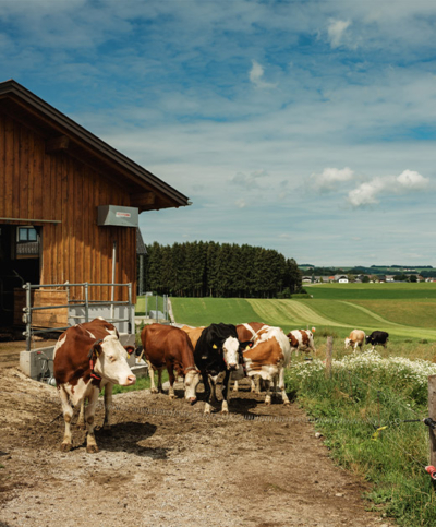 Kühe vor dem Stall - Ja! Natürlich