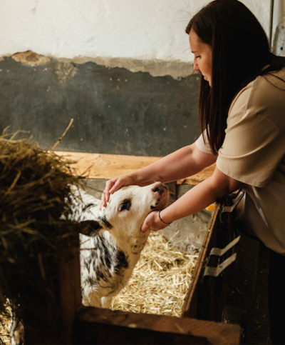 Kalb im Stall - Ja! Natürlich