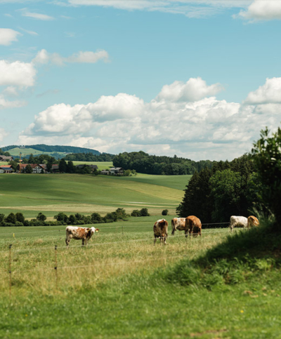 Kühe auf der Weide - Ja! Natürlich