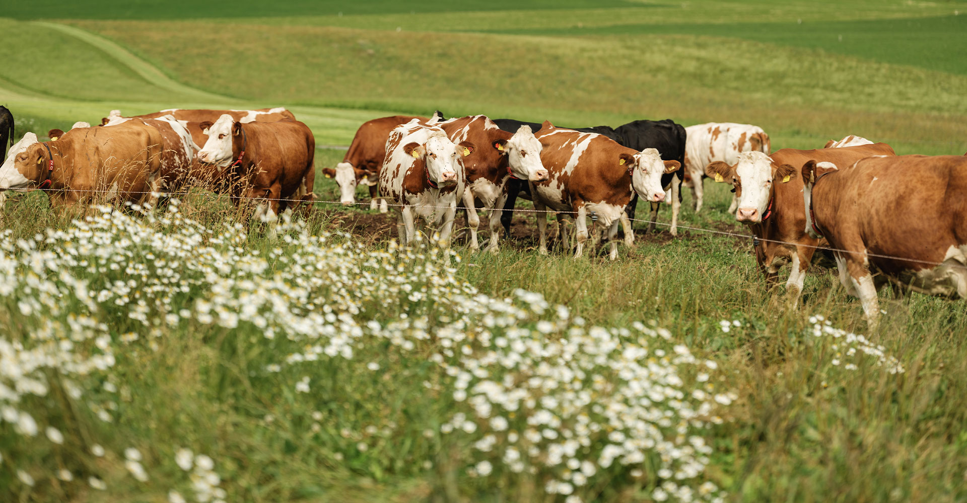 Milchkühe auf der Weide - Ja! Natürlich