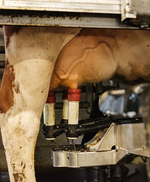 Bio-Kuh beim Melken - Ja! Natürlich