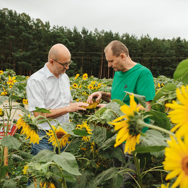 Bauer am Sonnenblumenfeld - Ja! Natürlich