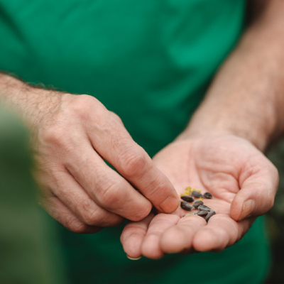 Sonnenblumen Samen - Ja! Natürlich