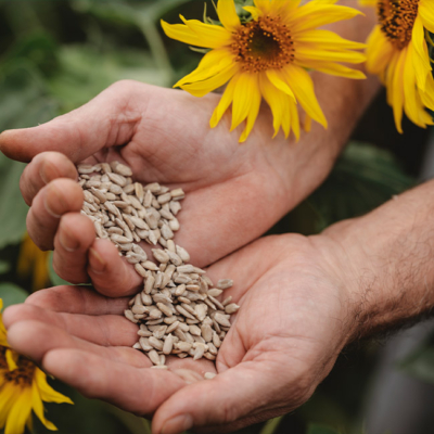 Sonnenblumen Kerne - Ja! Natürlich
